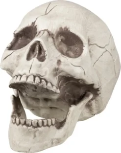 Boland Schädel Bewegliche Backe 16 X 14 X 21 Cm -Boland Store ad01937d843ea4ccd59c51621839c390