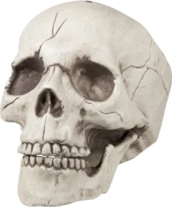 Boland Schädel Bewegliche Backe 16 X 14 X 21 Cm -Boland Store dcb675f834eed5c78dab35da5585546b